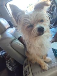 Lost Male Dog last seen Shannon parkway,Shannon woods apts, Union City, GA 30291