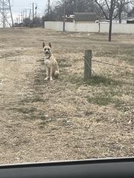 Found/Stray Male Dog last seen Bangor, Slade, Benbrook, TX 76116