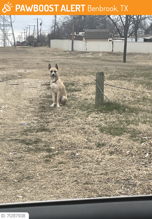 Found/Stray Male Dog last seen Bangor, Slade, Benbrook, TX 76116