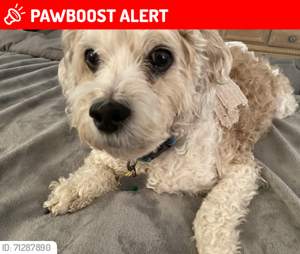 Lost Male Dog last seen By Publix & Market Street in Lakewood Ranch, Lakewood Ranch, FL 34202