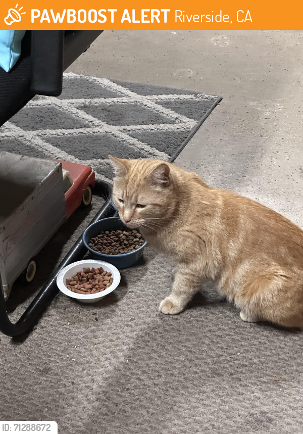 Riverside, CA Stray Male Cat Found Near Grand and Rubidoux | PawBoost
