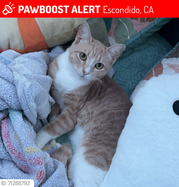 Lost Female Cat last seen Near Morning View Dr Escondido CA, Escondido, CA 92026