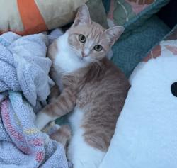Lost Female Cat last seen Near Morning View Dr Escondido CA, Escondido, CA 92026