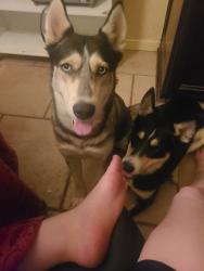 Lost Female Dog last seen Near exchange street , Sacramento, CA 95838