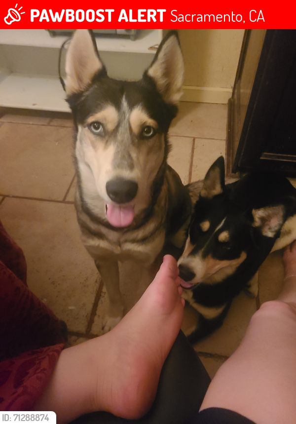 Lost Female Dog last seen Near exchange street , Sacramento, CA 95838