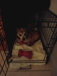Lost Male Dog last seen Rio grande/South Orange blossom trail , Orlando, FL 32805
