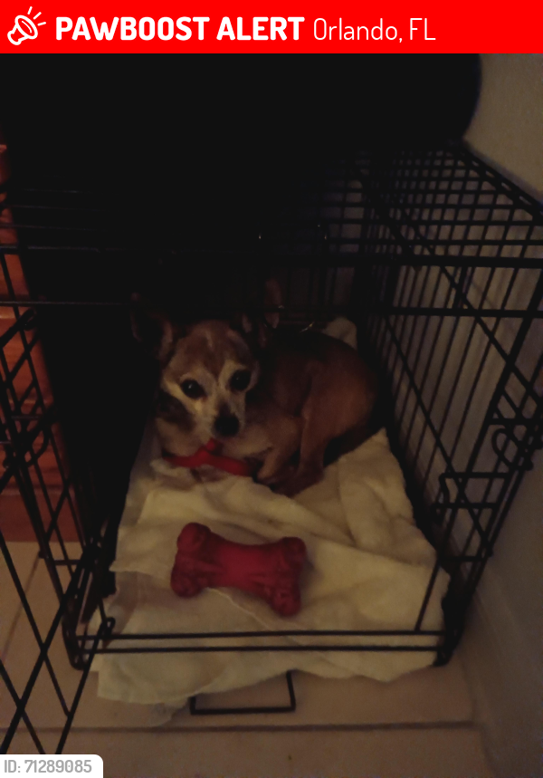 Lost Male Dog last seen Rio grande/South Orange blossom trail, Orlando, FL 32805