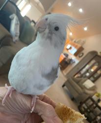 Lost Male Bird last seen Birch and Kensington, Nampa, ID 83687