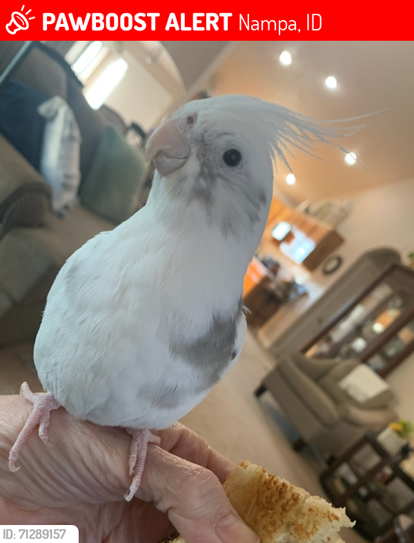 Lost Male Bird last seen Birch and Kensington, Nampa, ID 83687