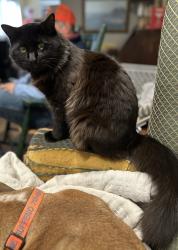 Lost Male Cat last seen Woodhead Street near West Gray Street, Houston, TX 77019