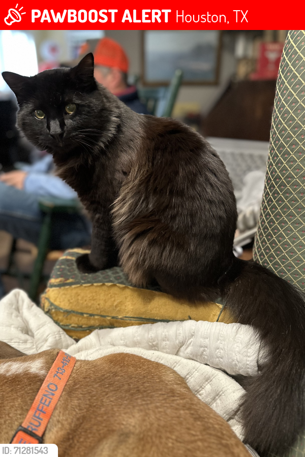 Lost Male Cat last seen Woodhead Street near West Gray Street, Houston, TX 77019