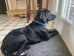 Reunited Female Dog last seen Willomett Avenue, Columbus, OH 43215