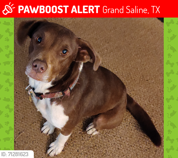 Lost Female Dog last seen Van Zandt Co Road 1225, Grand Saline, TX, Grand Saline, TX 75140