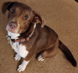 Lost Female Dog last seen Van Zandt Co Road 1225, Grand Saline, TX, Grand Saline, TX 75140