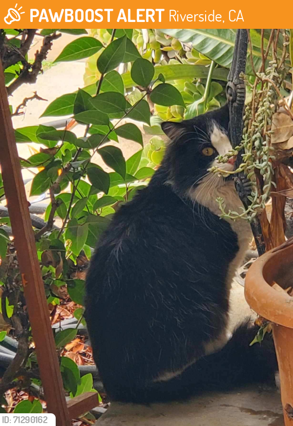 Riverside, CA Stray Cat Found Near Main St. & Lofton Place | PawBoost