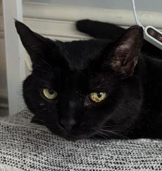 Lost Male Cat last seen Deerfield, hw9, Alpharetta , Alpharetta, GA 30004
