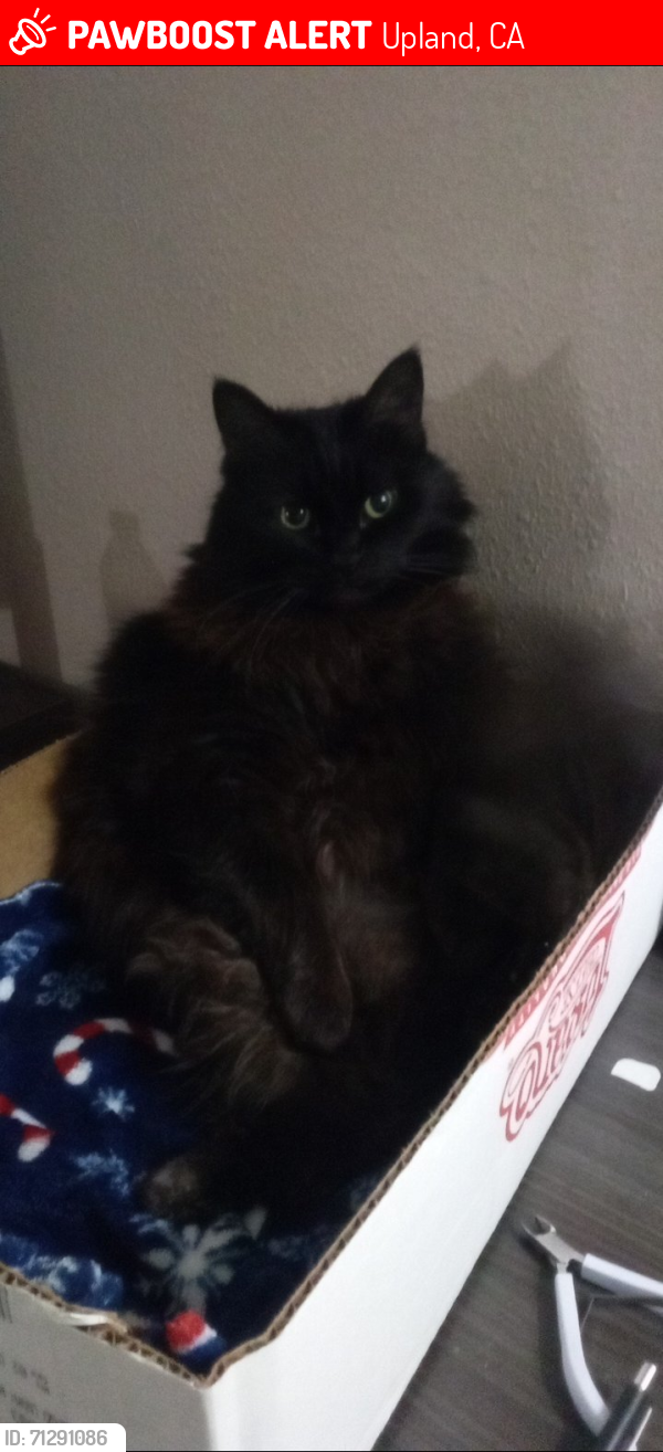 Lost Female Cat last seen Train tracks, central in between 8th and 9th, Upland, CA 91786