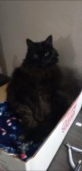 Lost Female Cat last seen Train tracks, central in between 8th and 9th, Upland, CA 91786