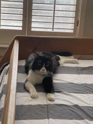 Lost Male Cat last seen Crowley and Portfolio Dr., Arlington, TX 76012