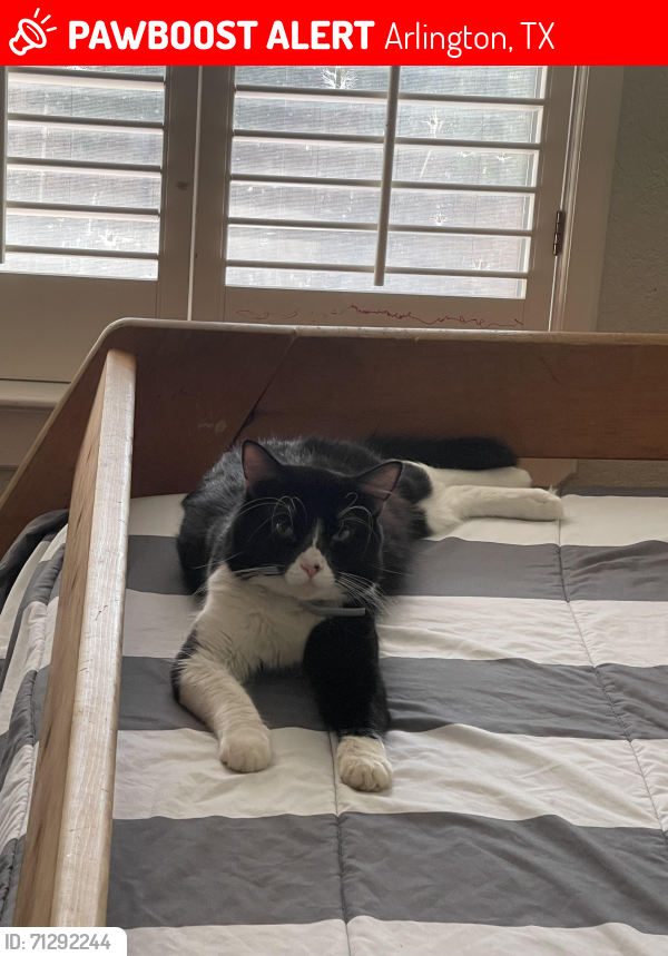 Lost Male Cat last seen Crowley and Portfolio Dr., Arlington, TX 76012