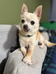 Lost Male Dog last seen 24th and Amazon Eugene Oregon , Eugene, OR 97403