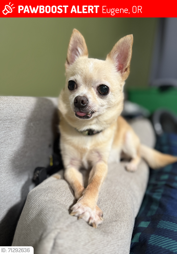 Lost Male Dog last seen 24th and Amazon Eugene Oregon , Eugene, OR 97403