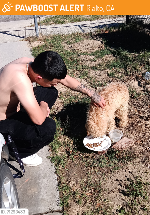 Rialto, CA Stray Male Dog Found Near King St and acacia | PawBoost