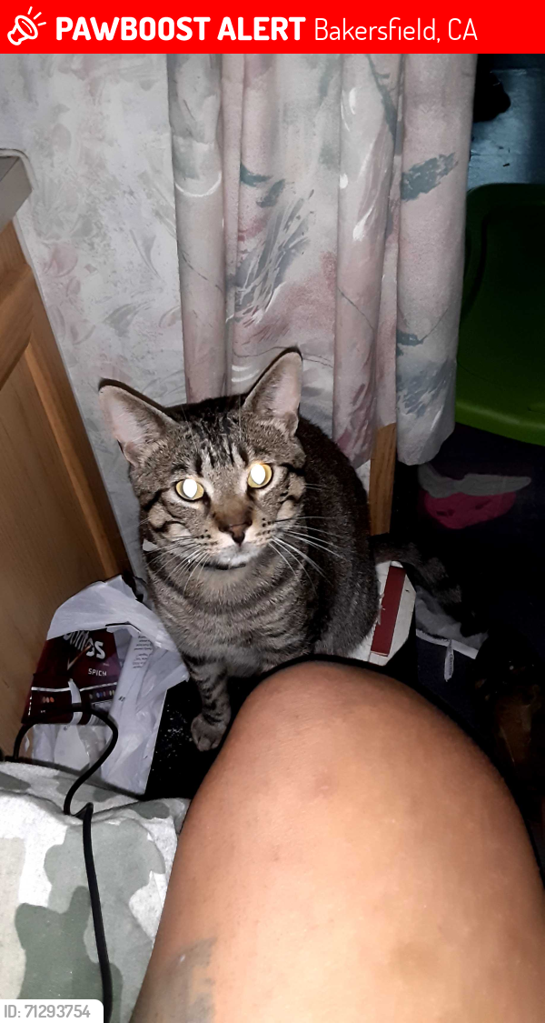 Lost Male Cat last seen Pacheco and Stein Bakersfield by the truck yard, Bakersfield, CA 93313