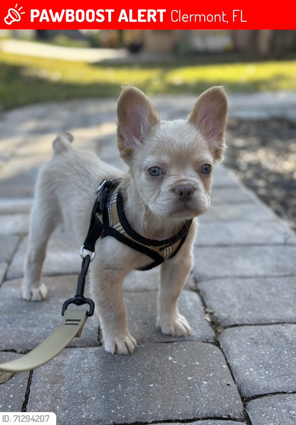 Lost Male Dog last seen Eagle Lake Dr and Grandeflora Ave, Clermont, FL 34711