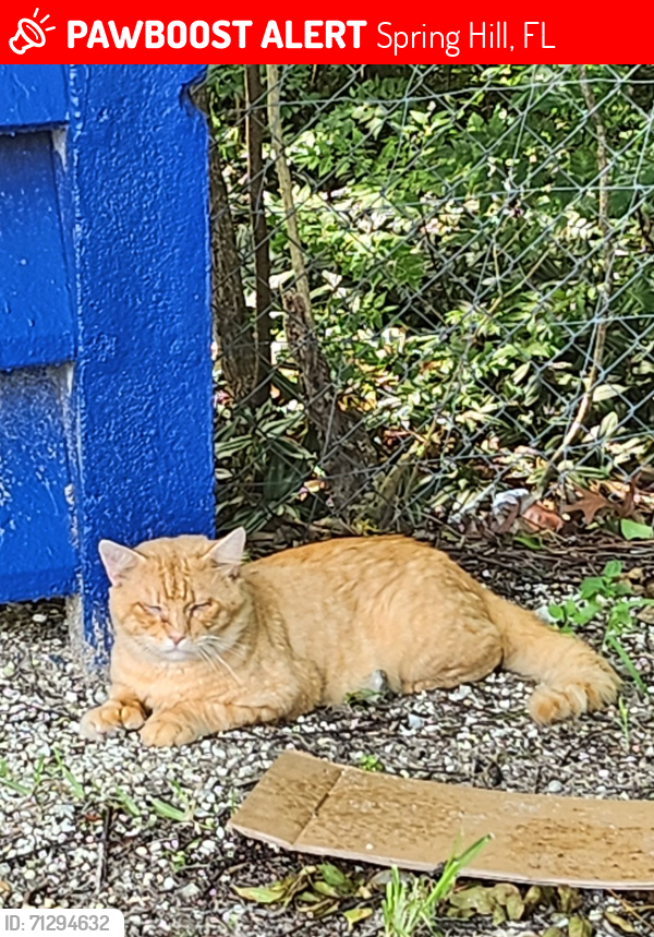 Lost Male Cat last seen Kenlake drive , Spring Hill, FL 34609