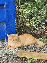 Lost Male Cat last seen Kenlake drive , Spring Hill, FL 34609