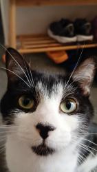 Lost Male Cat last seen Near Beech Street, Langwarrin , Langwarrin, VIC 3910