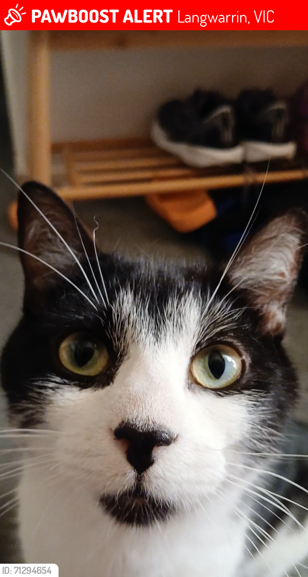 Lost Male Cat last seen Near Beech Street, Langwarrin, Langwarrin, VIC 3910
