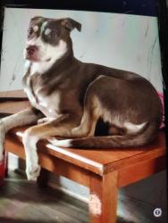 Lost Male Dog last seen Central ave , Charlotte, NC 28205