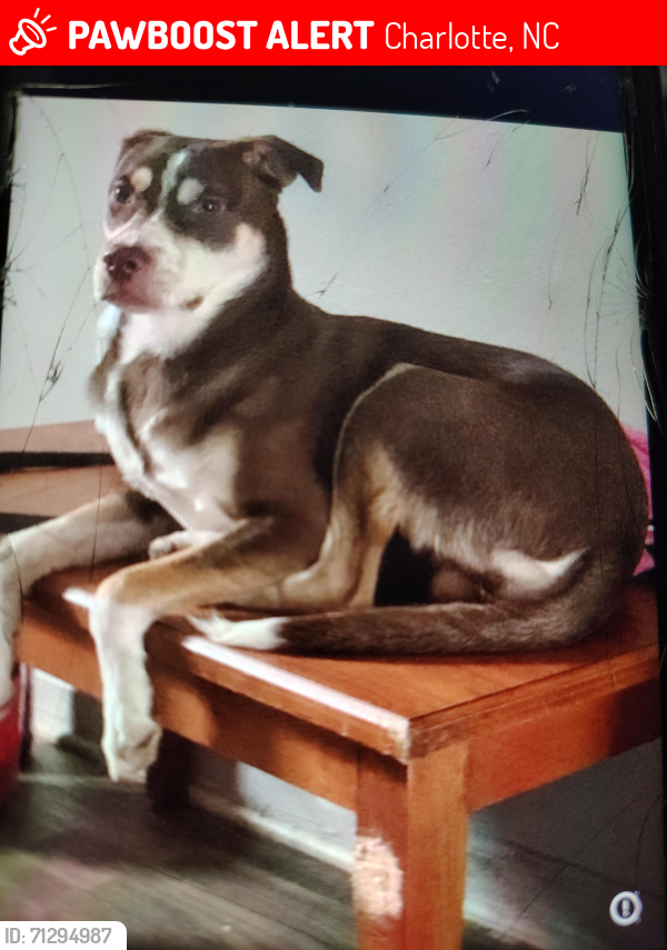 Lost Male Dog last seen Central ave, Charlotte, NC 28205