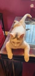 Lost Male Cat last seen Playa del rey & Palora, Las Vegas, NV 89169
