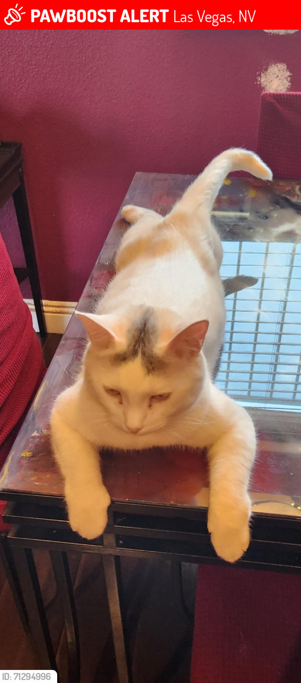 Lost Male Cat last seen Playa del rey & Palora, Las Vegas, NV 89169