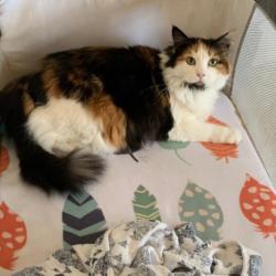 Lost Female Cat last seen Paradise Ridge and Adler Falls Lane, Round Rock, TX 78665