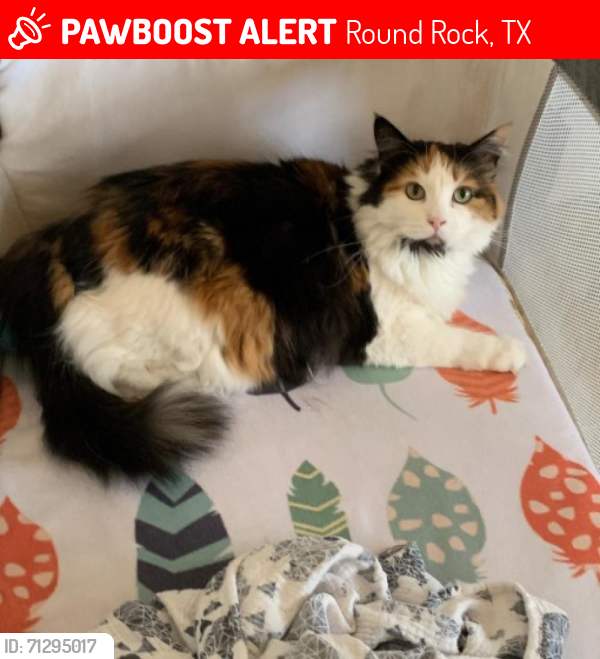Lost Female Cat last seen Paradise Ridge and Adler Falls Lane, Round Rock, TX 78665