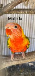Lost Unknown Bird last seen Lamrock Ave Glossodia , Glossodia, NSW 2756