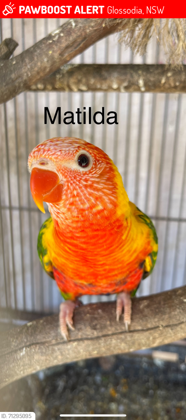 Lost Unknown Bird last seen Lamrock Ave Glossodia , Glossodia, NSW 2756