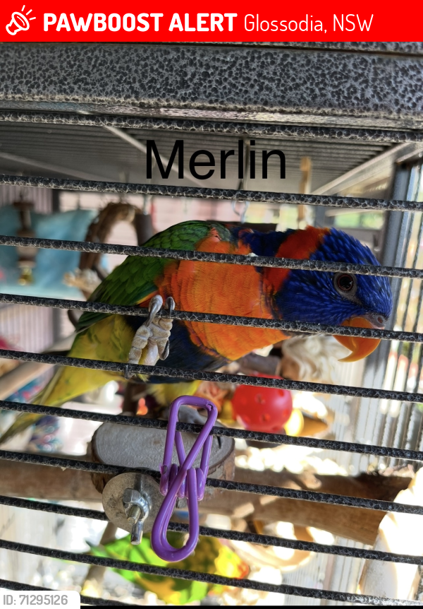 Lost Unknown Bird last seen Lamrock Avenue Glossodia , Glossodia, NSW 2756