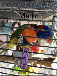 Lost Unknown Bird last seen Lamrock Avenue Glossodia , Glossodia, NSW 2756