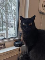 Lost Male Cat last seen Neely Avenue and Kimmeridge Drive, East Point, GA 30344