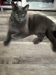 Lost Male Cat last seen Colfax and ridge rd, Gary, IN 46402