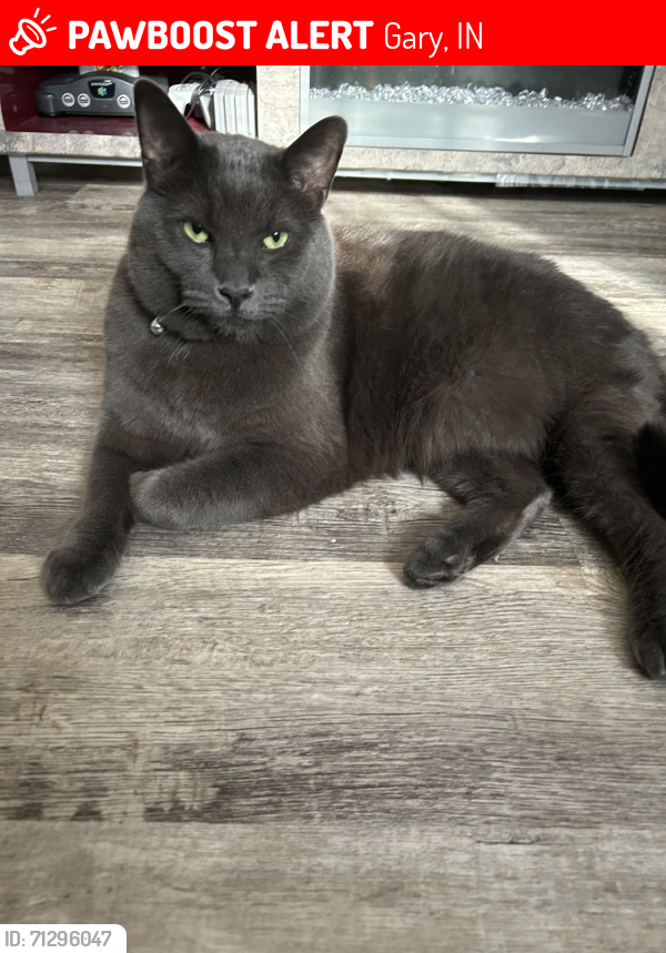Lost Male Cat last seen Colfax and ridge rd, Gary, IN 46402
