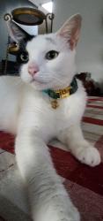 Lost Female Cat last seen Hikianalia Place & Lanikuhana Avenue, Mililani, HI 96789