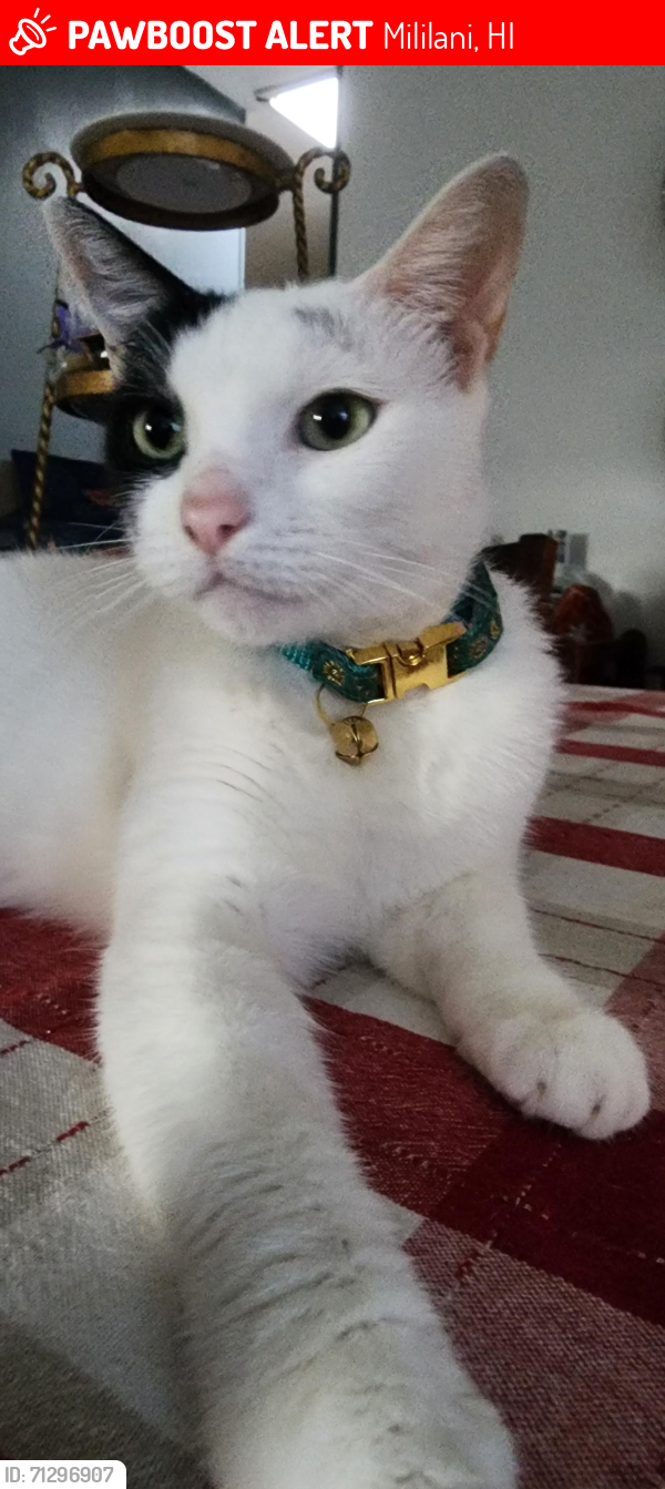 Lost Female Cat last seen Hikianalia Place & Lanikuhana Avenue, Mililani, HI 96789
