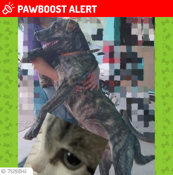 Lost Male Dog last seen Ciudad del maíz , parque ecológico , carretera rumbo al naranjo., San Juan del Llano, S.L.P. 79350