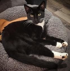 Lost Male Cat last seen Pine Valley Mobile  Park, Phenix City, AL 36870